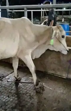 5 ekor bakalan sapi jantan 1 tahunan TB 115cm siap penggemukan kurban