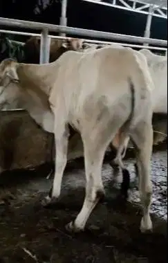 4 ekor bakalan sapi jantan 1 tahunan TB 115cm siap penggemukan kurban