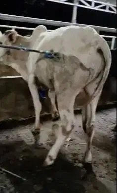 5 ekor bakalan sapi jantan TB 115cm 1 tahunan siap penggemukan rawatan