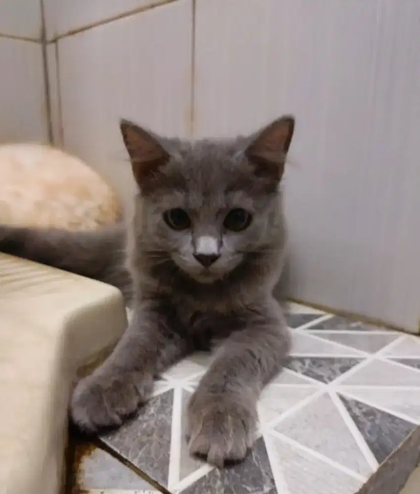 Lepas Adopsi anabul kucing persia