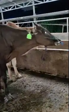 5 ekor bakalan sapi jantan TB 115cm 1 tahunan siap penggemukan rawatan