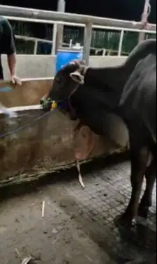 10 ekor bakalan sapi jantan TB 115cm 1 tahunan siap penggemukan kurban