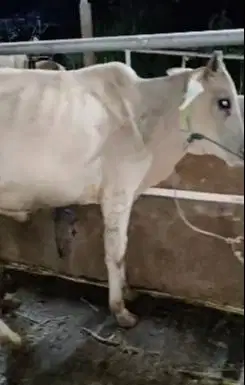 5 ekor bakalan sapi jantan TB 115cm 1 tahunan siap penggemukan kurban