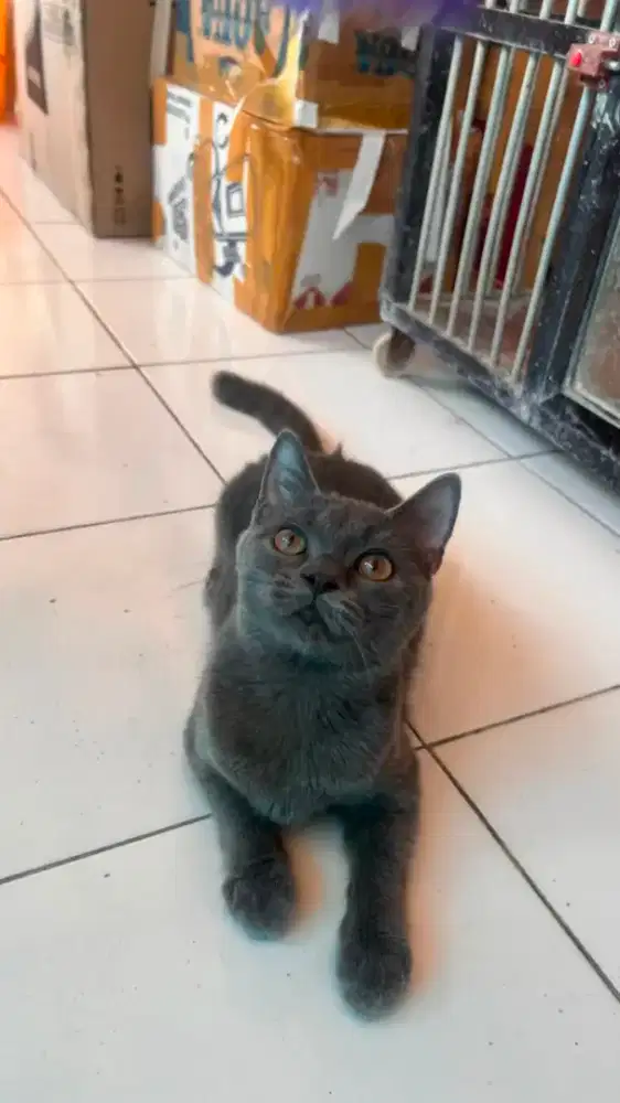 Lepas Adopsi British Shorthair (bisa nego)