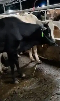 10 ekor bakalan sapi jantan siap penggemukan TB 115cm 1 tahunan manteb