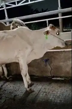 10 ekor bakalan sapi jantan TB 115cm 1 tahunan siap penggemukan qurban