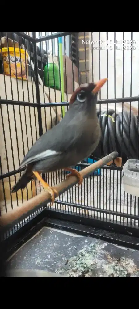 Burung poksay mandarin gacor.variasi vidio banyak