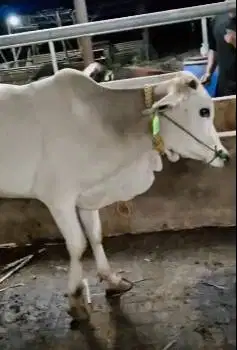 10 ekor bakalan sapi jantan 1 tahunan TB 115cm siap penggemukan qurban