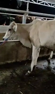 5 ekor bakalan sapi jantan 1 tahunan TB 115cm siap penggemukan qurban