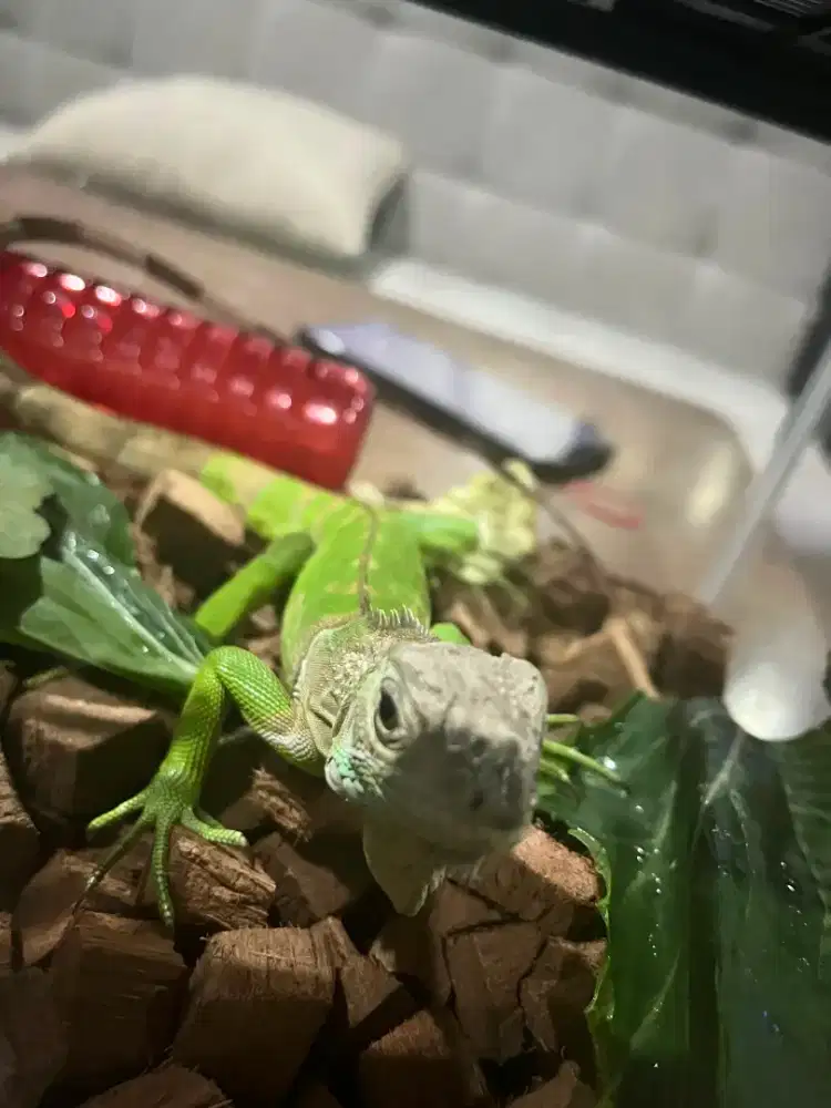 Iguana&kandang nya
