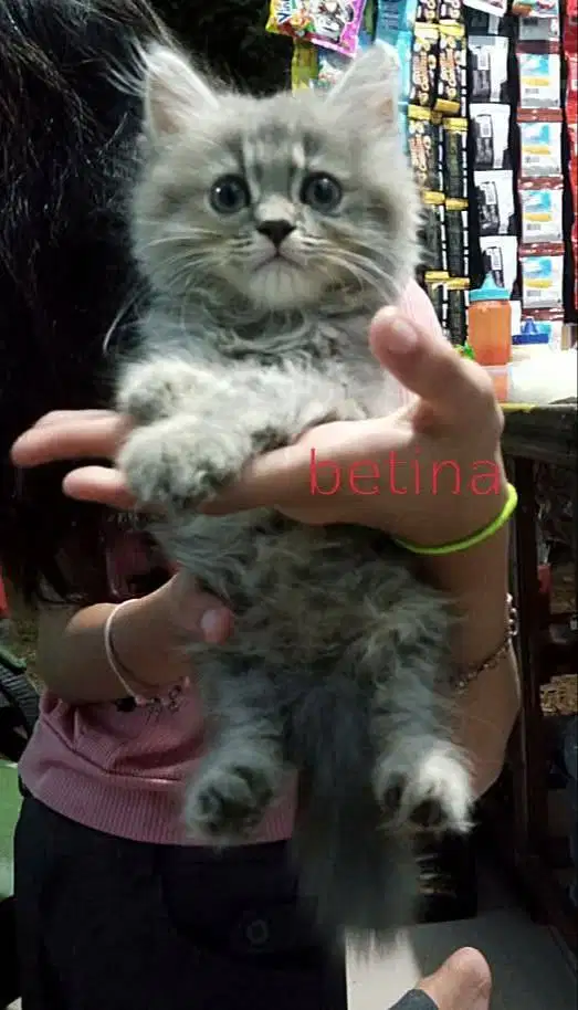 Kitten betina gembul