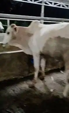 5 ekor bakalan sapi jantan 1 tahunan TB 115cm siap penggemukan qurban