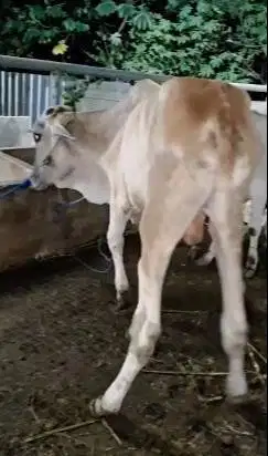 5 ekor bakalan sapi jantan TB 115cm 1 tahunan siap penggemukan kurban