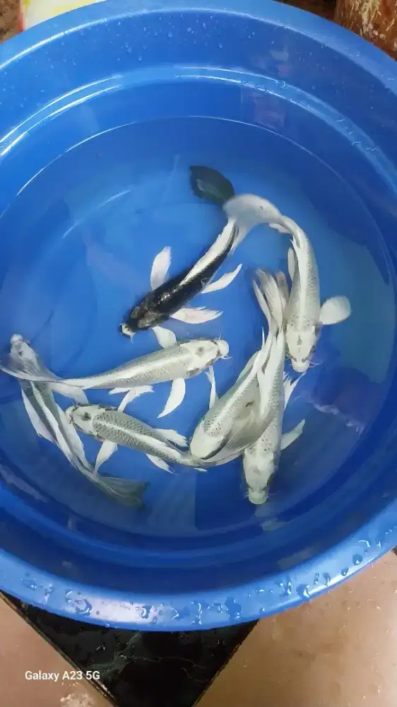 Ikan koi slayer kumpay 28-30cm