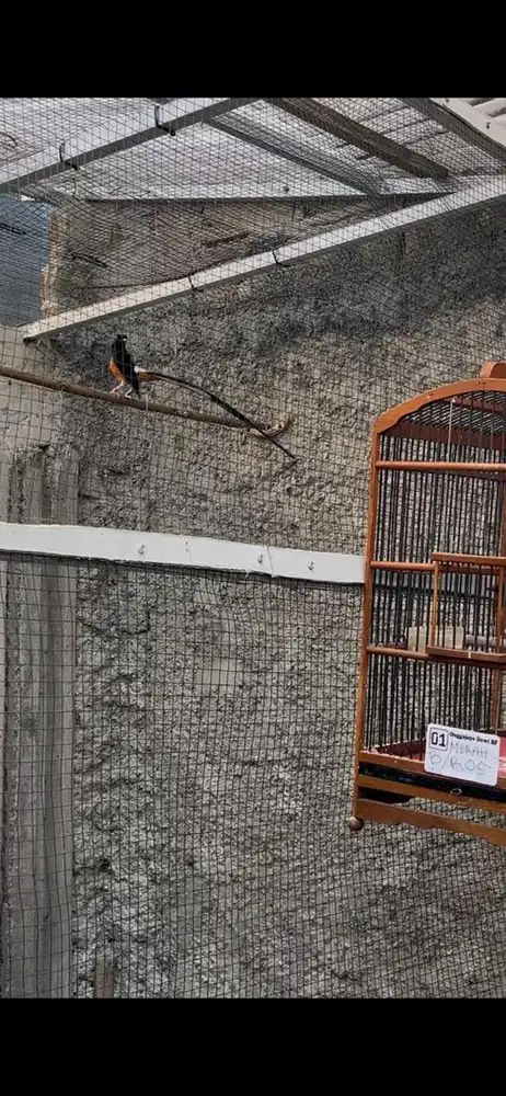 Trotol Murai Batu Trah Klewer Ekor Panjang