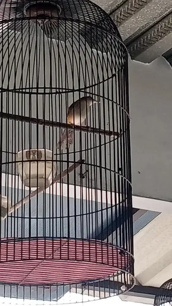 Burung cigun ciblek gunung bunyi ngebren