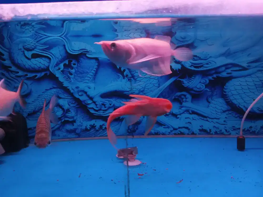 Arwana silver albino short body