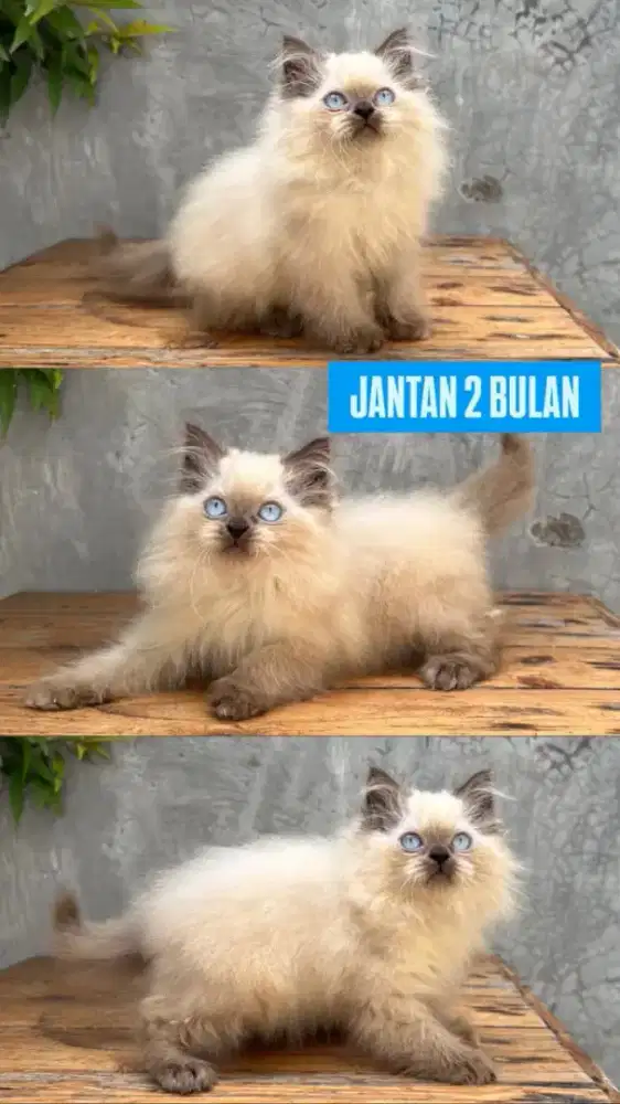 kucing kitten anakan anggora persia mainecoon munchkin ragdoll bsh