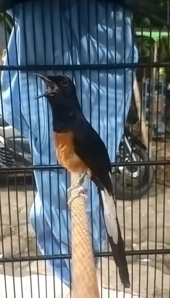Burung murai gacor dobel ring isian volume kencang