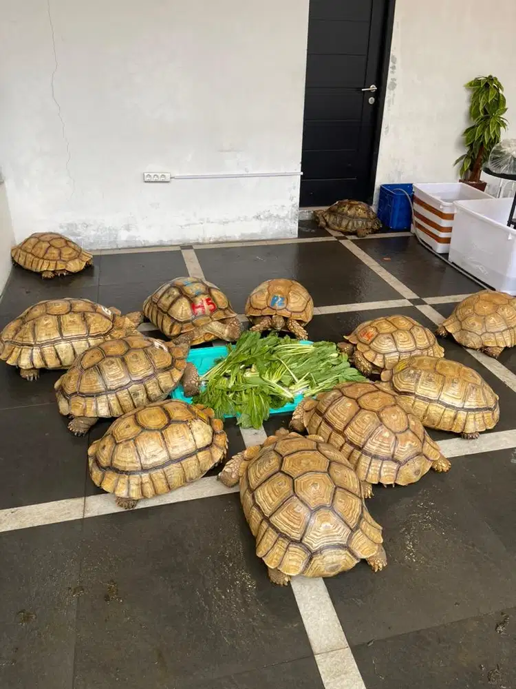 Kura kura Sulcata indukan proven