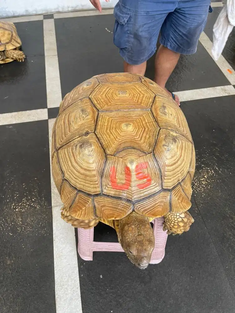 Kura kura sulcata indukan betina WC 52 cm
