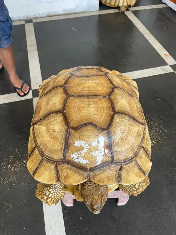 Kura kura sulcata indukan betina WC 55 cm
