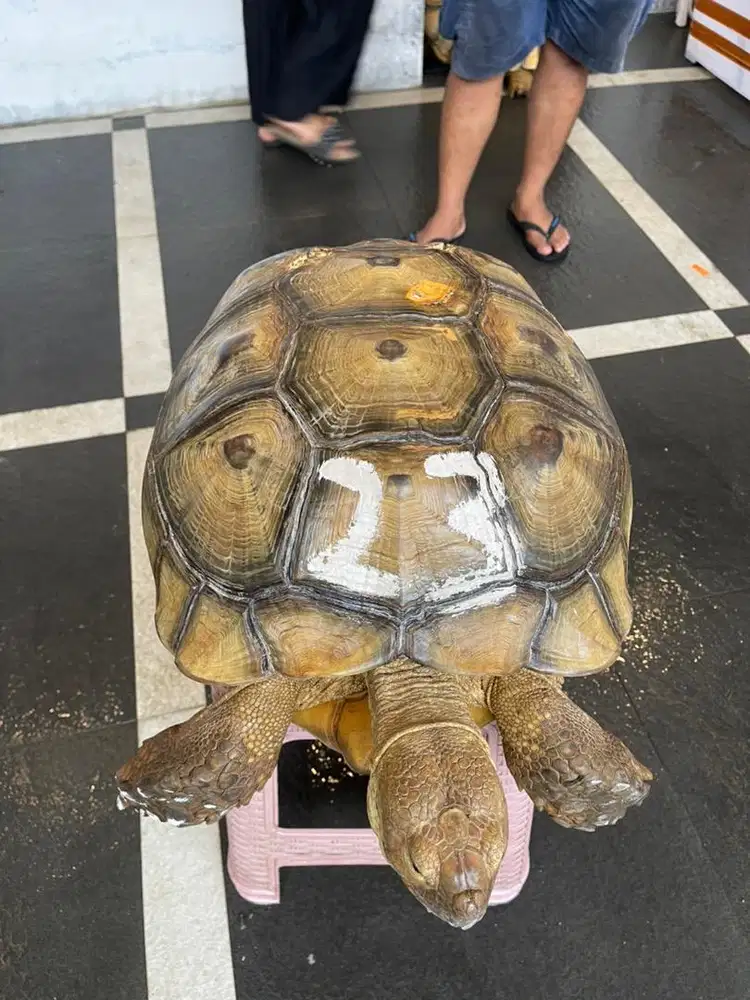 Kura kura sulcata indukan betina WC 50 cm