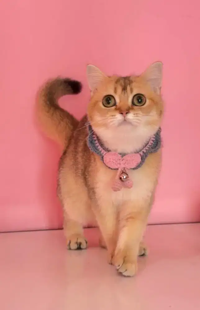 BSH Golden Betina