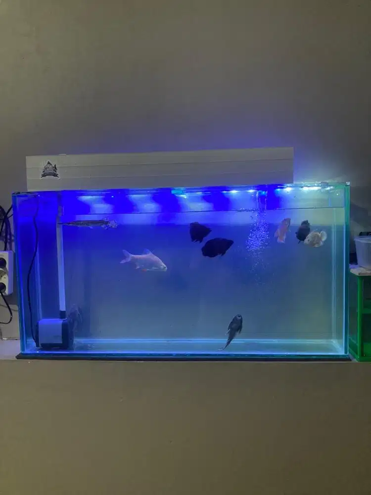 Aquarium custom