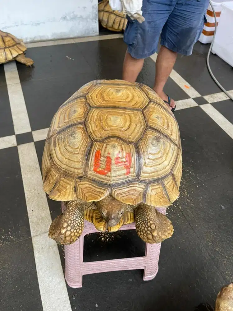 Kura kura sulcata indukan betina WC 50 cm