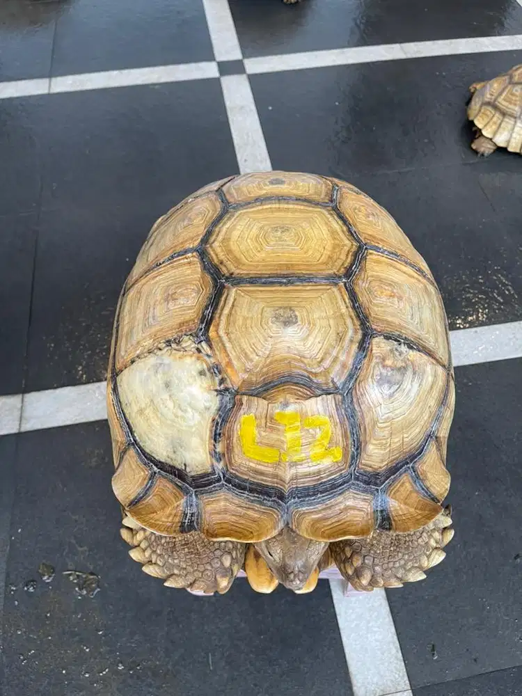 Kura kura sulcata indukan betina WC 51 cm