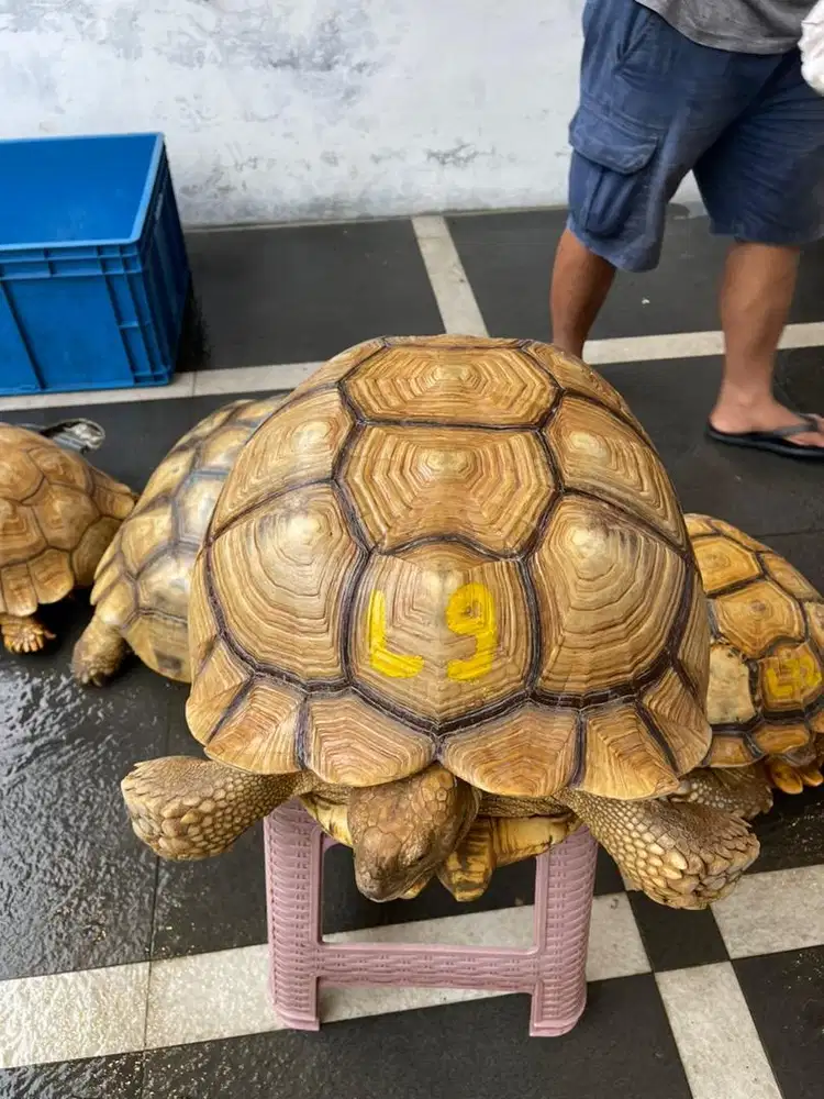 Kura kura sulcata indukan betina WC 52 cm