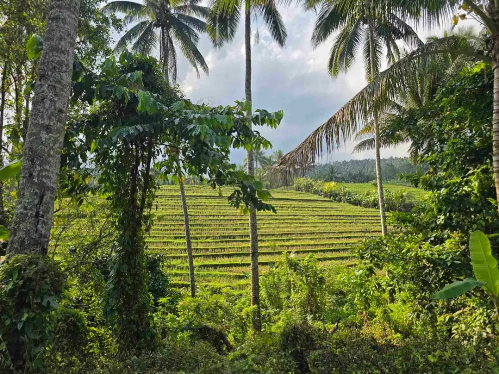 Dijual tanah murah view sawah dan bukit  di tabanan bali