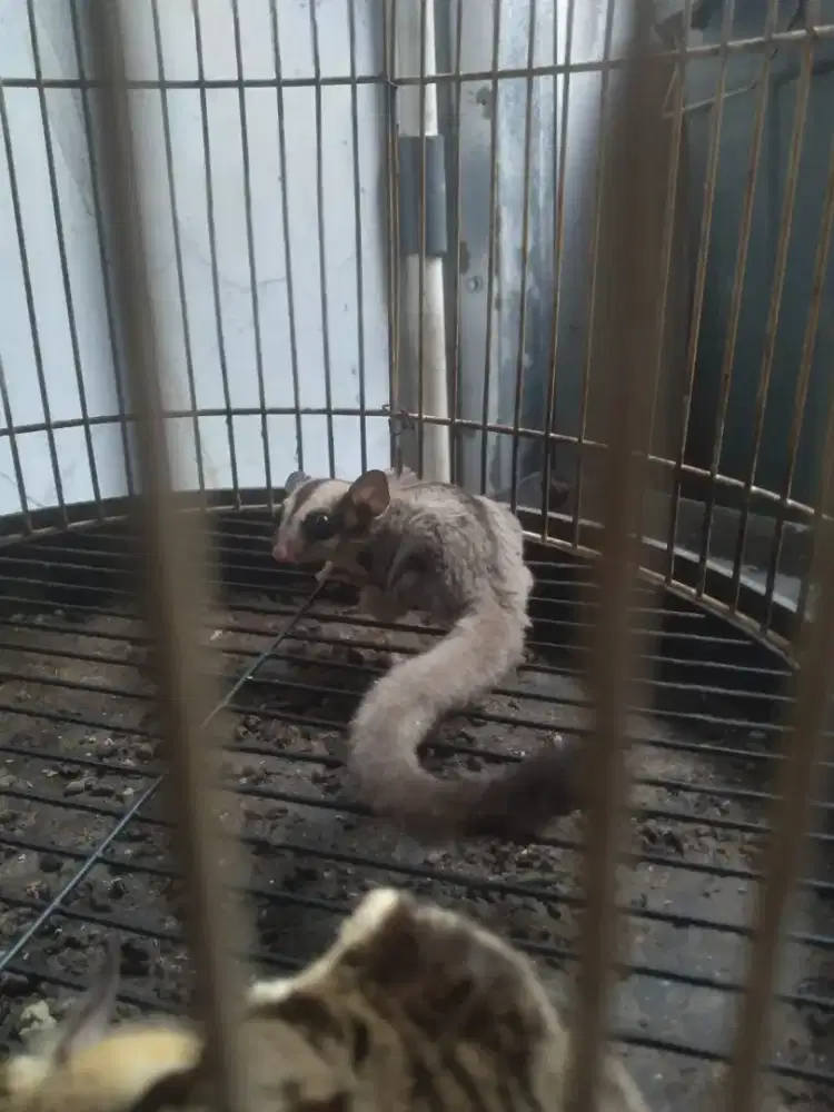 2 ekor sugar glider