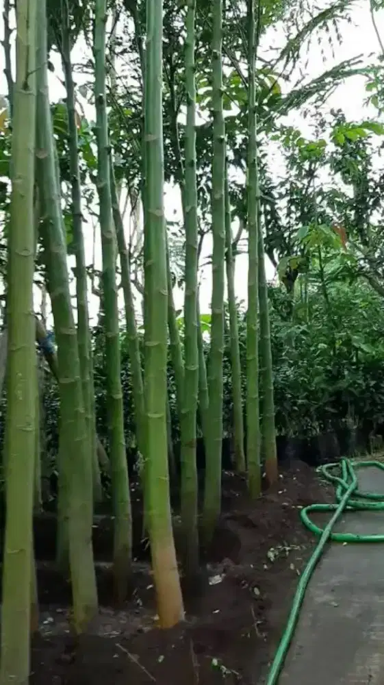 Pohon solobium /pakis Brazil tinggi 2/3/4 meter