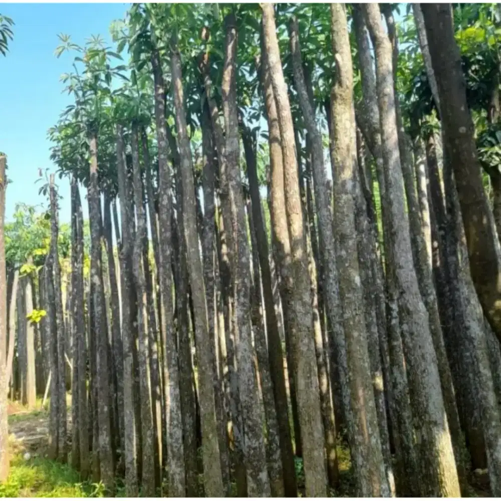 Pohon pule hitam tunggal tinggi 3/4/5