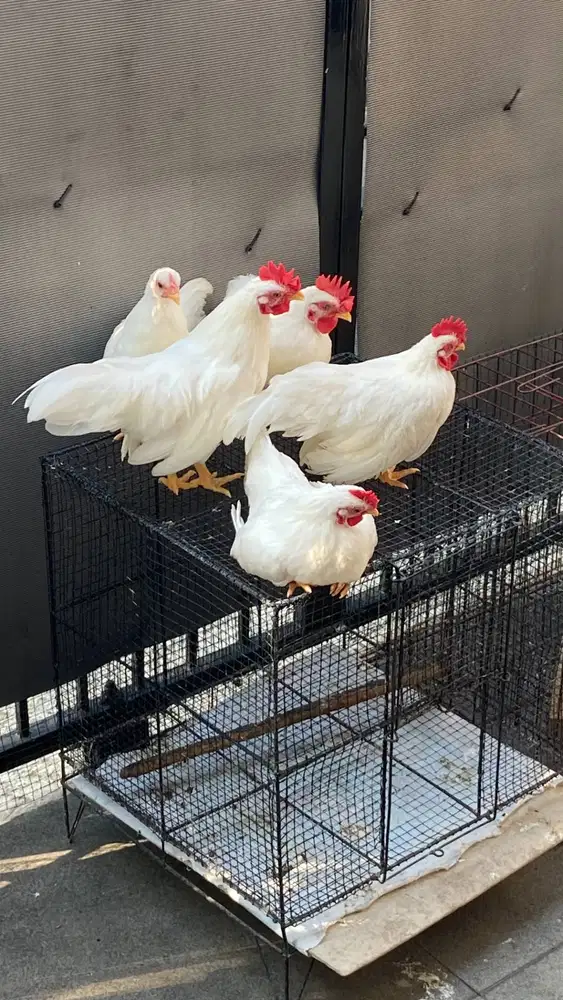 Ayam Kate Cross Chabo Thailand
