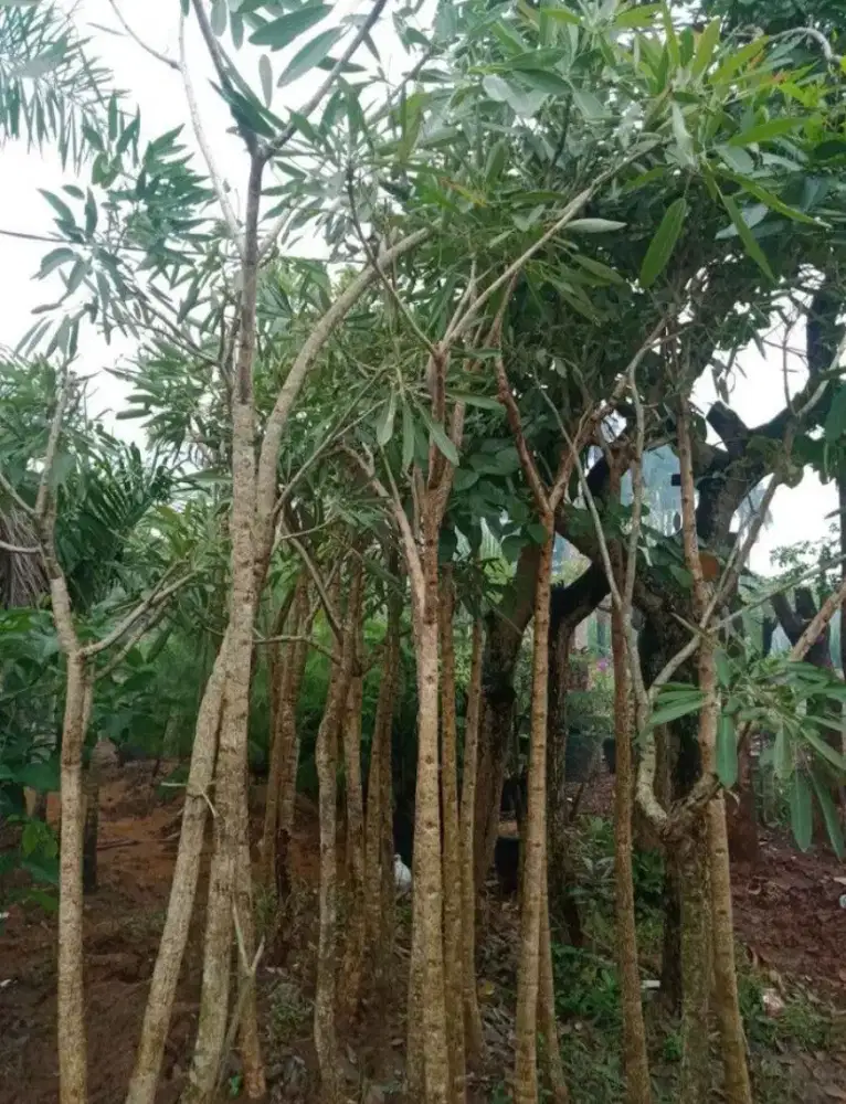 Pohon Tabebuya kuning tinggi 2/3/4 meter
