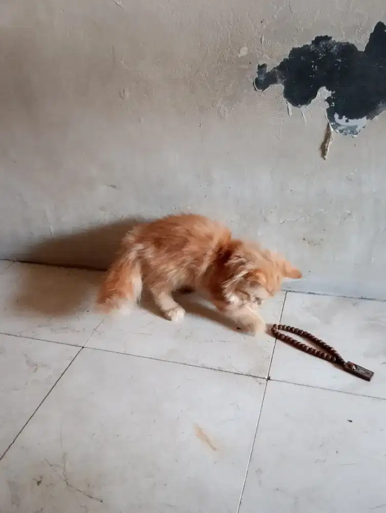 Kitten betina 3 bln
