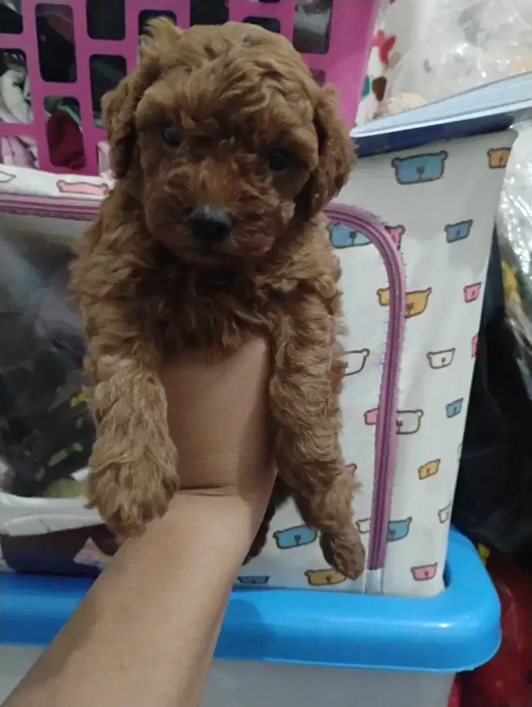 Anjing Red Poodle 1 bulanan jantan