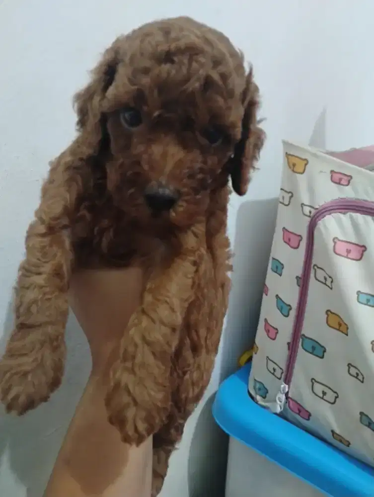 Anakan Aning Red Poodle betina 1 bulanan