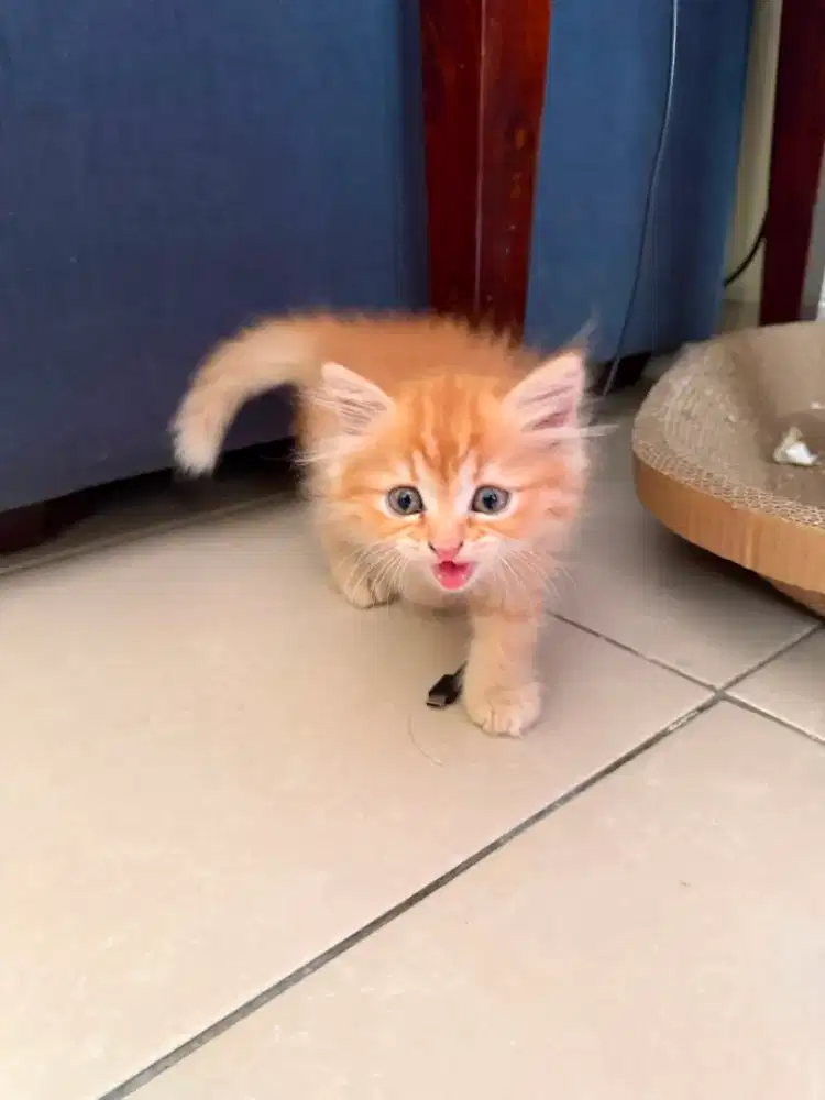 Kitten jalan 2 bulan mix BSH-persia