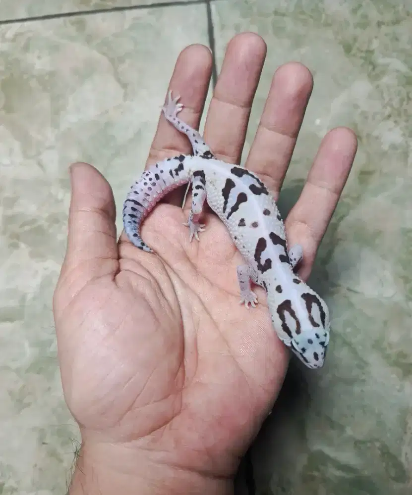 AFT Gecko WO Stripe Het Amel