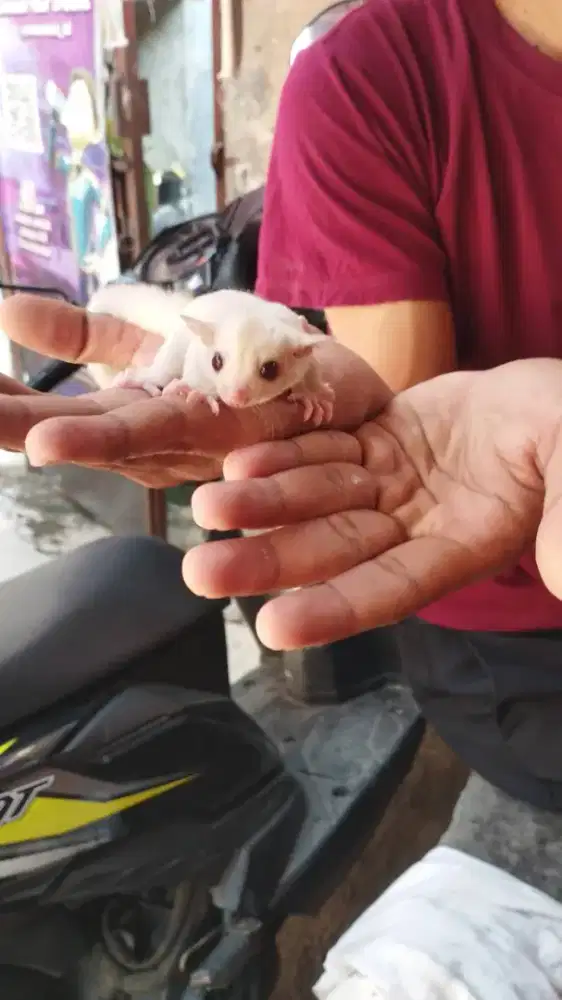 Sugar glider Creamino