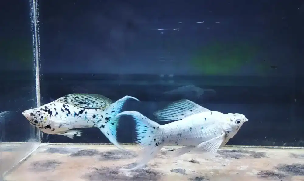 Ikan Molly marble cawang