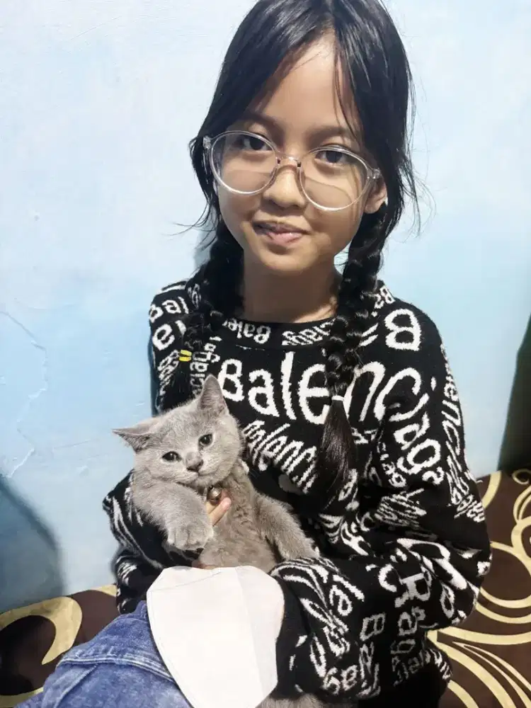 Kitten Pure BSH, Usia 3bulan Anakan Ped