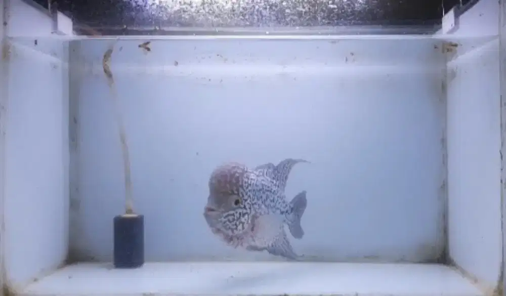 Ikan louhan kamfa