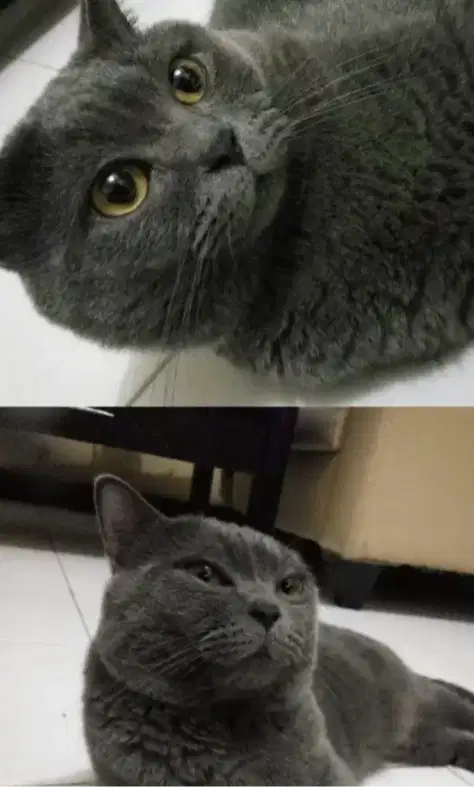 Kucing kitten British shorthair Bluesolidd Penjantan