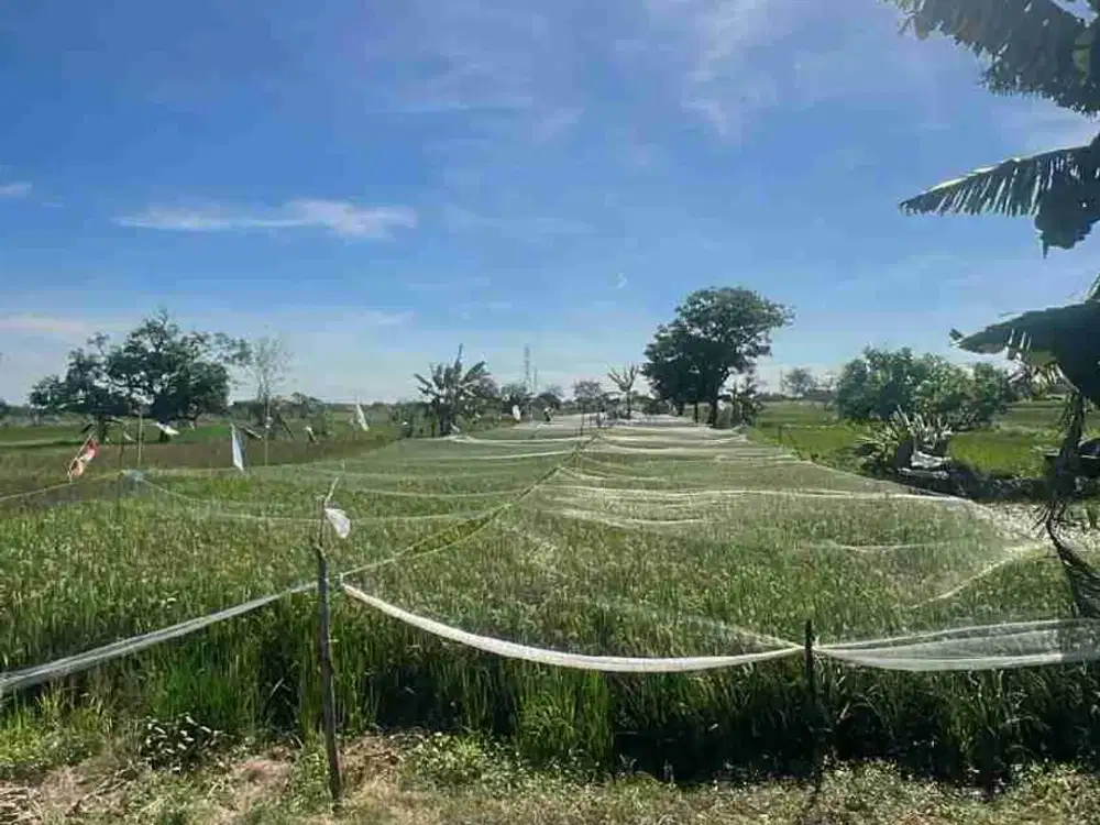 tanah sawah dijual di menganti barat surabaya