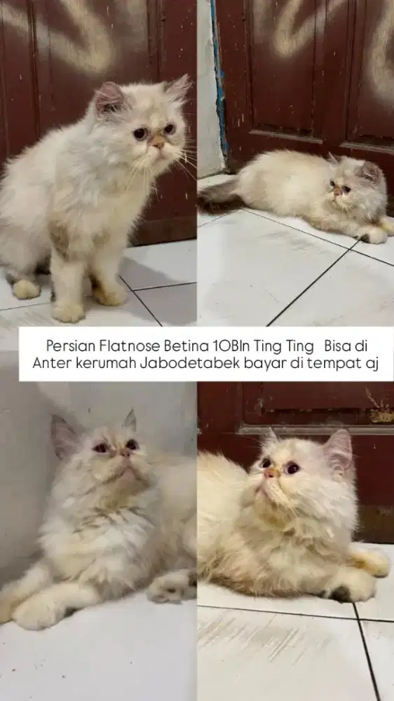 Kucing Persia Flatnose Sepasang Persia Bigbone